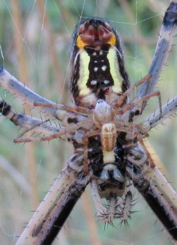 Réf. 235 920 : Argiope bruennichi
