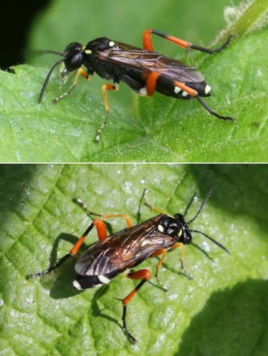 Réf. 235 205 : Macrophya rufipes