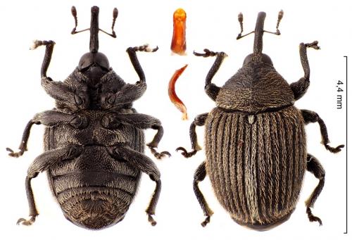 Cleopomiarus graminis