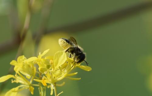 Osmia brevicornis