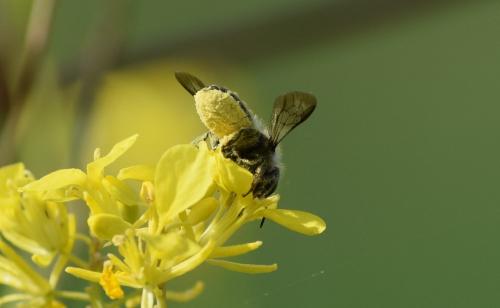 Osmia brevicornis
