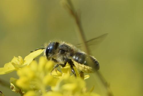 Osmia brevicornis