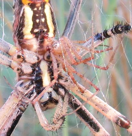 Réf. 235 921 : Argiope bruennichi