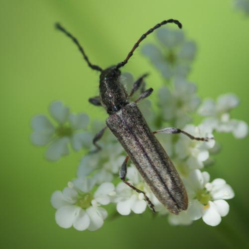 Réf. 235 487 : Deilus fugax