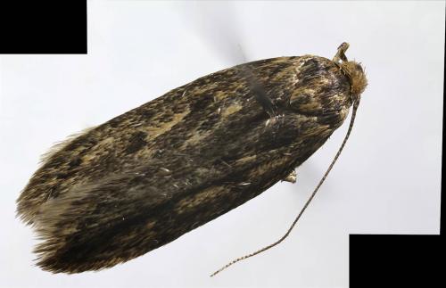 Hofmannophila pseudospretella