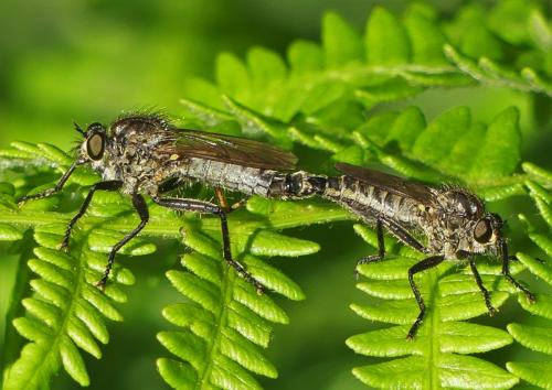 Asilinae
