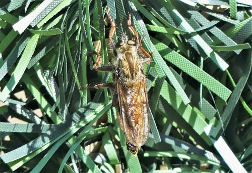 Réf. 235 743 : Machimus chrysitis