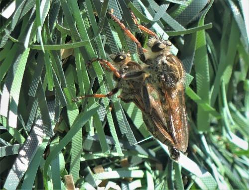 Machimus chrysitis