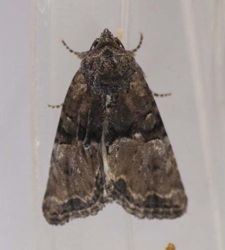 Réf. 235 054 : Mesoligia furuncula