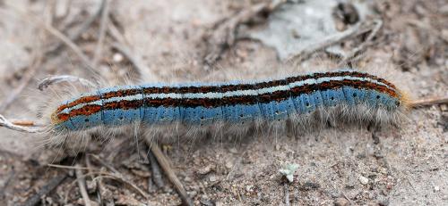 Malacosoma sp.