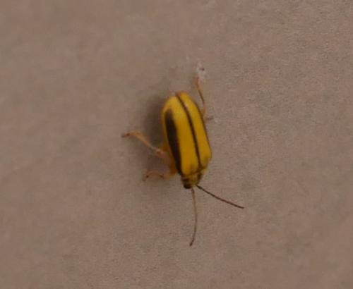 Xanthogaleruca luteola