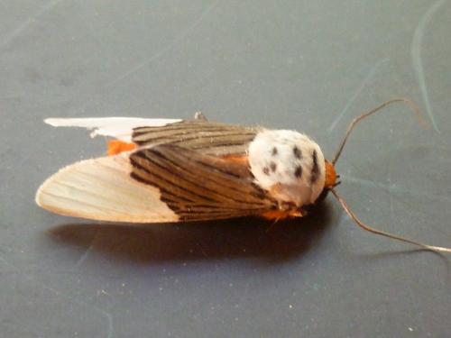 Ischnognatha semiopalina