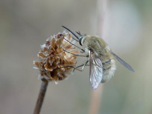 Bombylius sp.