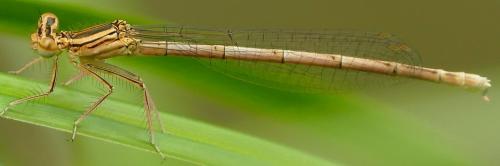 Réf. 235 285 : Platycnemis pennipes