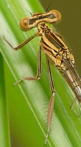 Réf. 235 286 : Platycnemis pennipes