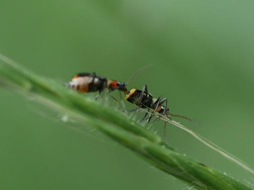 Axinotarsus marginalis
