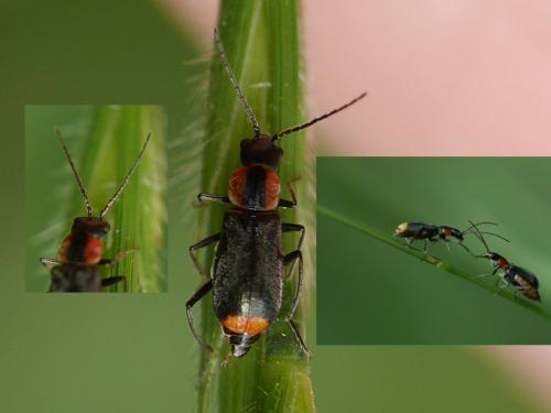 Axinotarsus marginalis