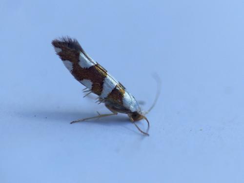 Réf. 235 551 : Argyresthia brockeella