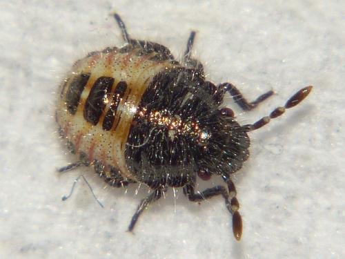 Réf. 235 881 : Dolycoris baccarum