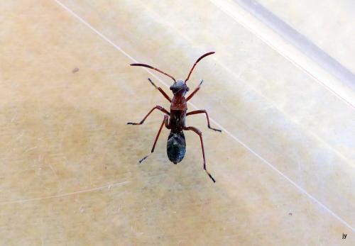 Réf. 235 351 : Alydus calcaratus