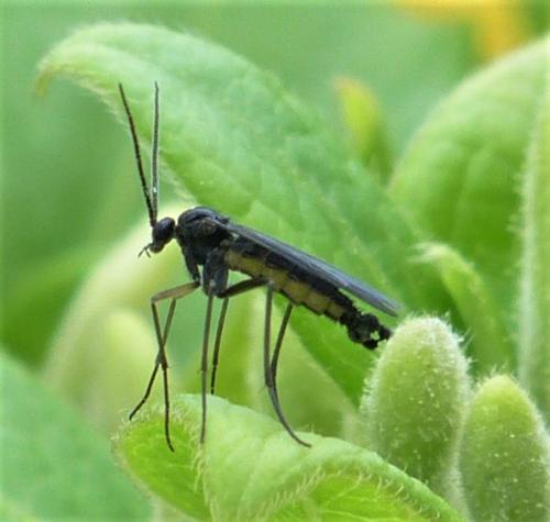 Sciara sp.