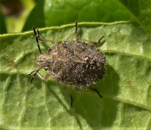 Réf. 235 254 : Dolycoris baccarum