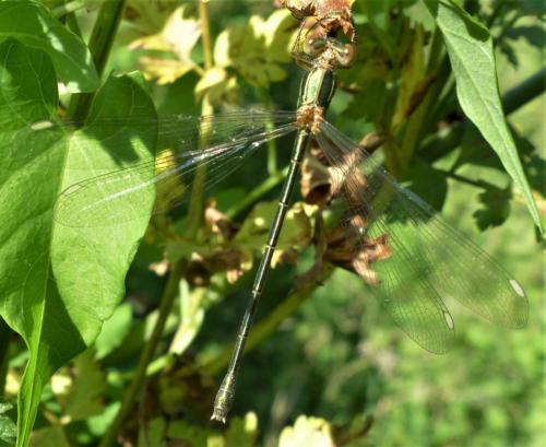 Chalcolestes viridis