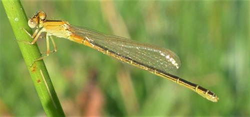 Ischnura pumilio