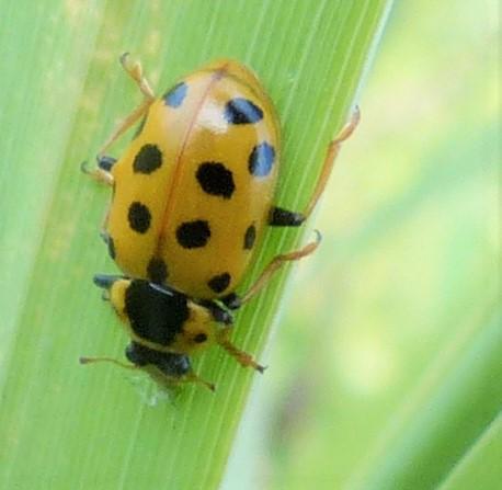 Réf. 235 232 : Hippodamia tredecimpunctata