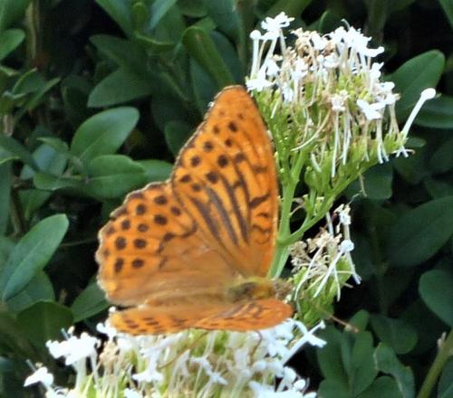 Réf. 235 508 : Argynnis paphia
