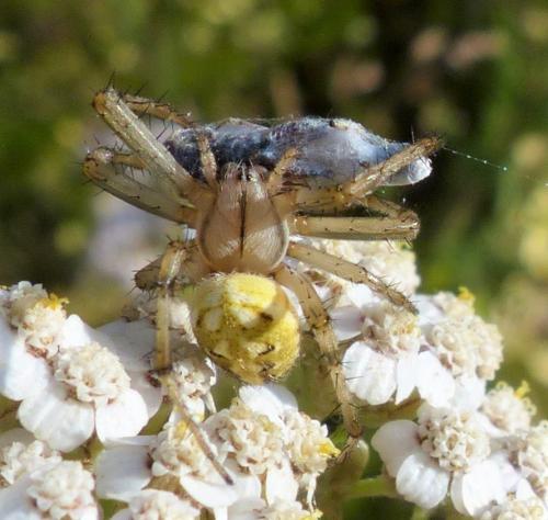 Réf. 235 754 : Neoscona adianta