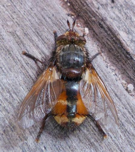 Réf. 235 842 : Tachina fera