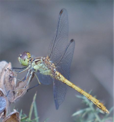 Réf. 235 875 : Sympetrum meridionale
