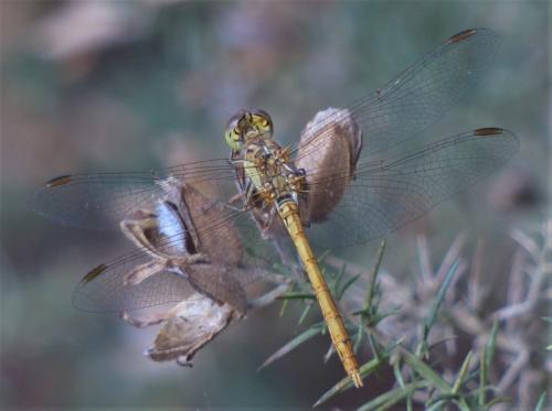 Réf. 235 876 : Sympetrum meridionale