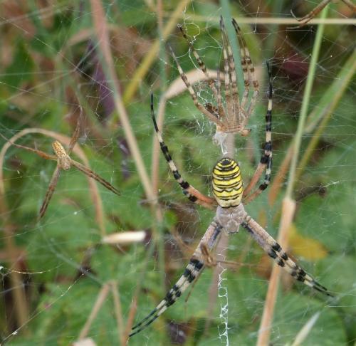Argiope bruennichi