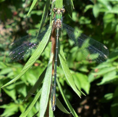 Chalcolestes viridis