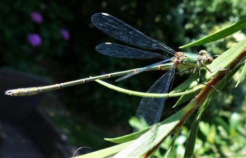 Chalcolestes viridis