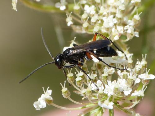 Réf. 235 581 : Cryptocheilus versicolor