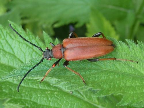 Stictoleptura rubra