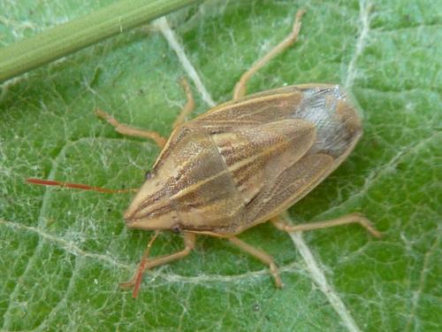 Réf. 235 427 : Aelia acuminata
