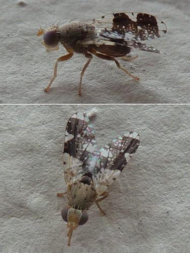 Réf. 235 421 : Tephritis formosa