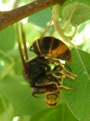 Vespa velutina
