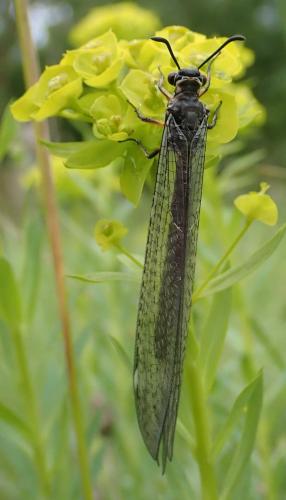 Réf. 235 130 : Myrmeleon formicarius