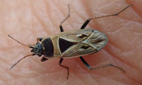 Xanthochilus quadratus