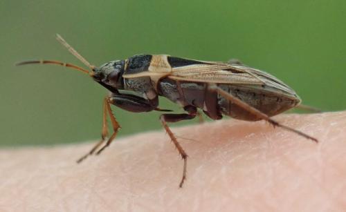 Réf. 235 220 : Xanthochilus quadratus
