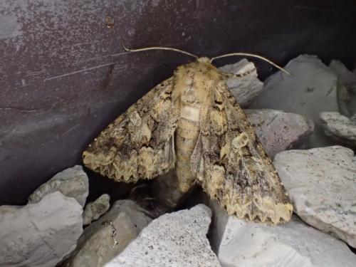 Réf. 235 656 : Conisania sp.