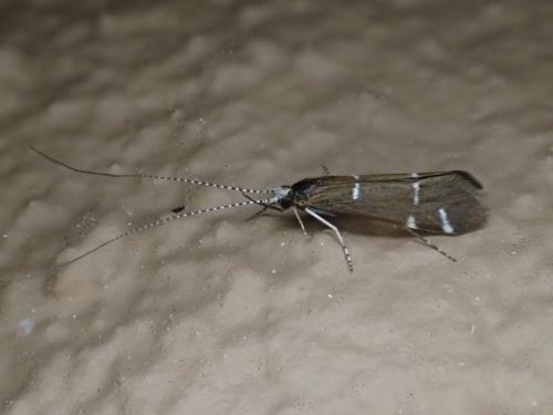 Réf. 235 009 : Athripsodes sp.