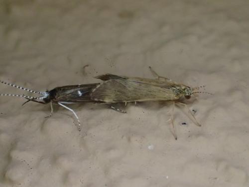 Réf. 235 010 : Athripsodes sp.