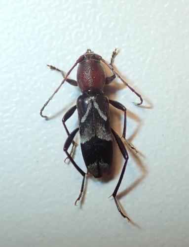 Chlorophorus ruficornis