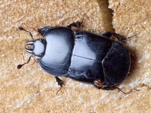 Hololepta plana